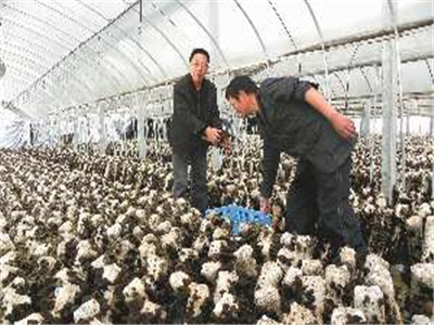 食用菌的遺傳、育種和栽培